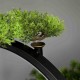 Led-подставка для чайного пространства Декор для чайной церемонии Бонсай