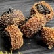 Порционный красный чай Чжэн Шань Сяо Чжун в дикой опунции 1шт